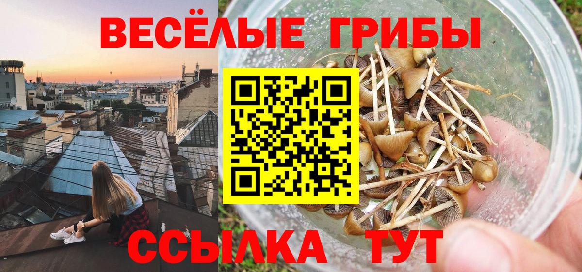 Псилоцибиновые грибы Psilocybine cubensis Кропоткин